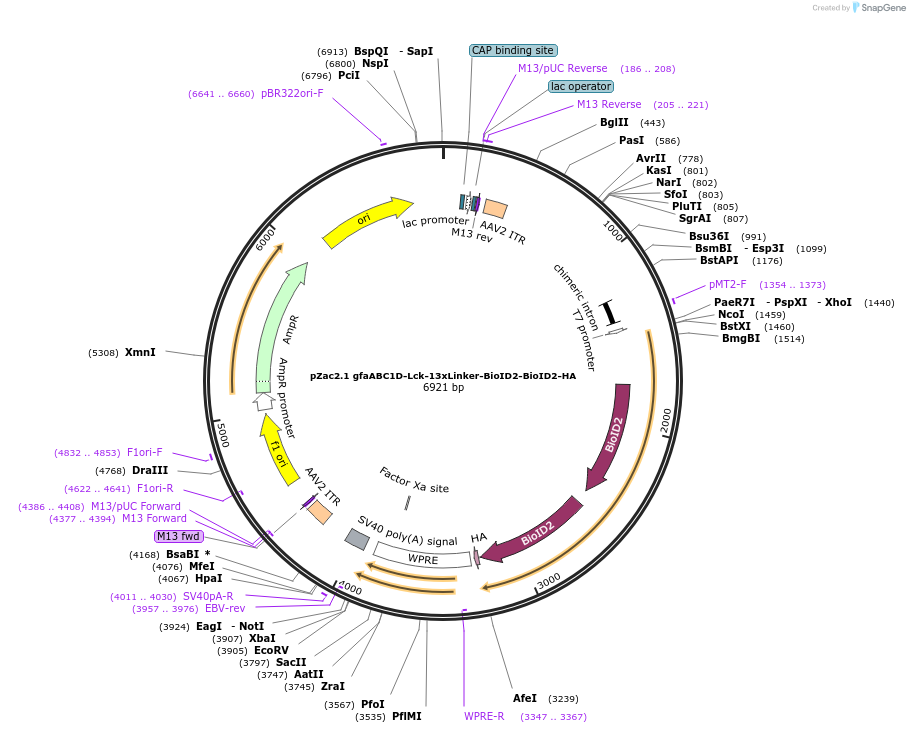 176741-plasmid-map-sequence-id-348675