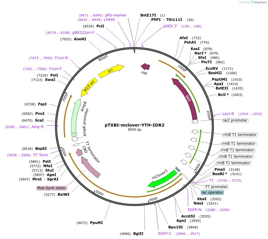 177122-plasmid-map-sequence-id-348676
