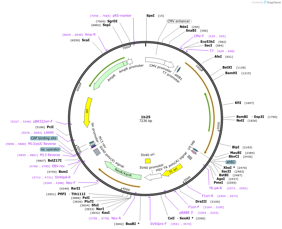177691-plasmid-map-sequence-id-348681