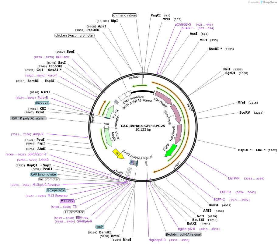 176206-plasmid-map-sequence-id-348685