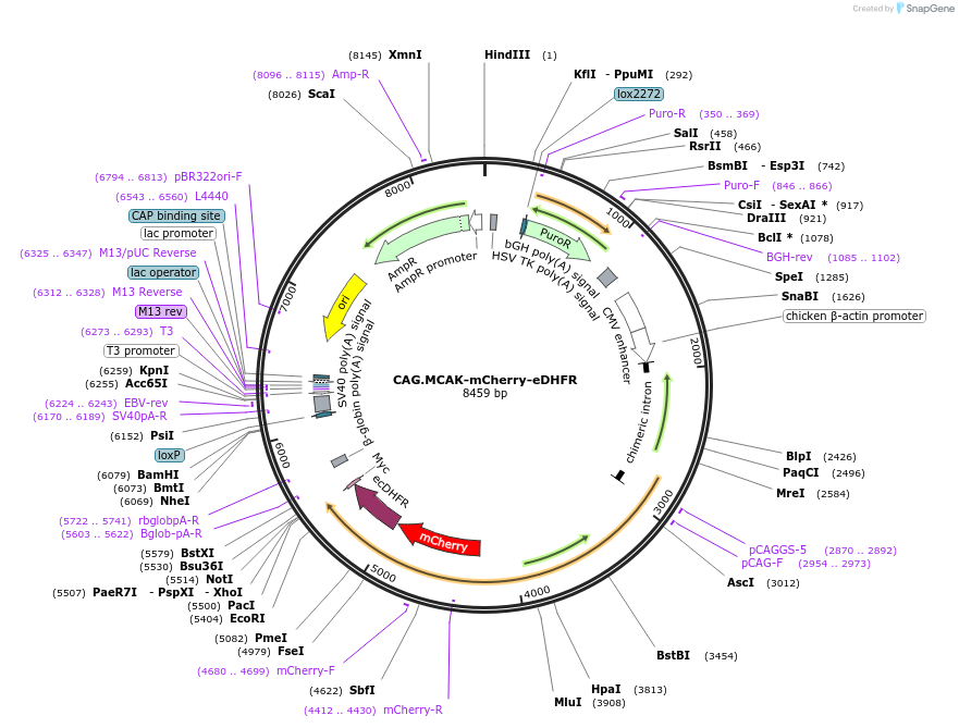 176204-plasmid-map-sequence-id-348686