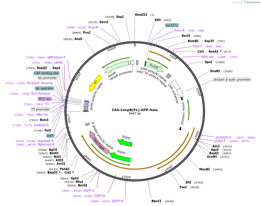 176205-plasmid-map-sequence-id-348687