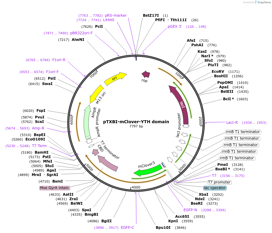 177123-plasmid-map-sequence-id-348690