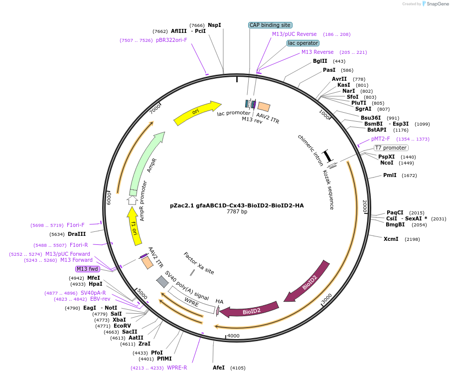176743-plasmid-map-sequence-id-348693