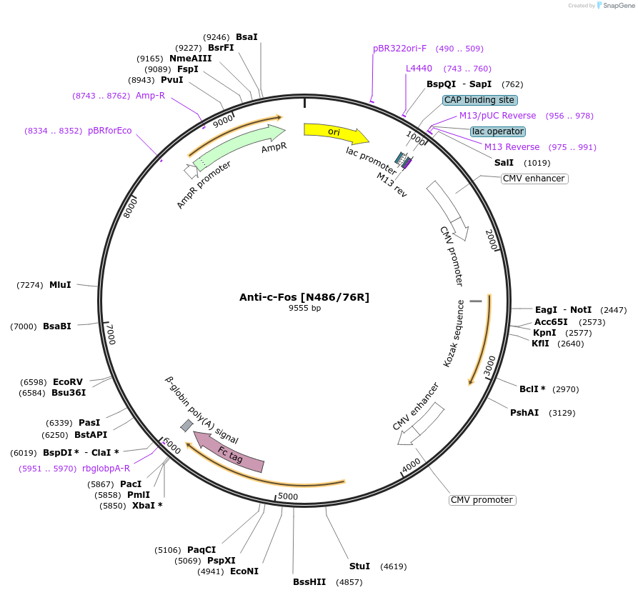 177560-plasmid-map-sequence-id-348699