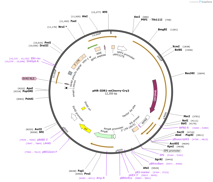 177125-plasmid-map-sequence-id-348712