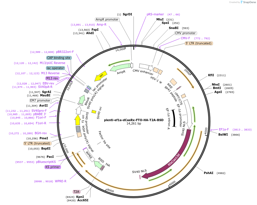 177120-plasmid-map-sequence-id-348714