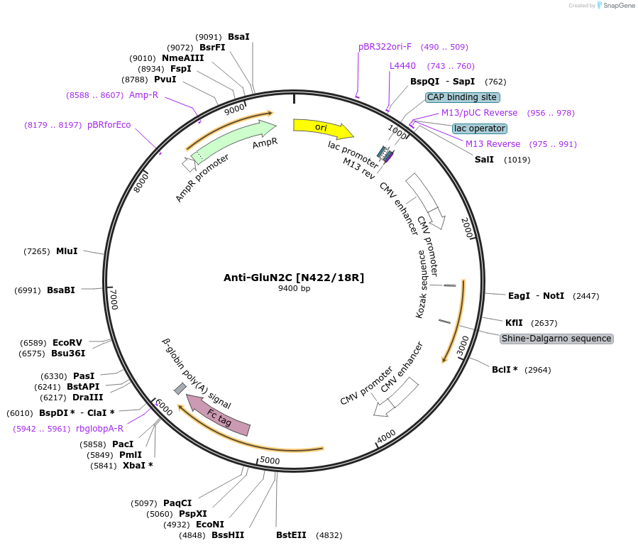 177551-plasmid-map-sequence-id-348762