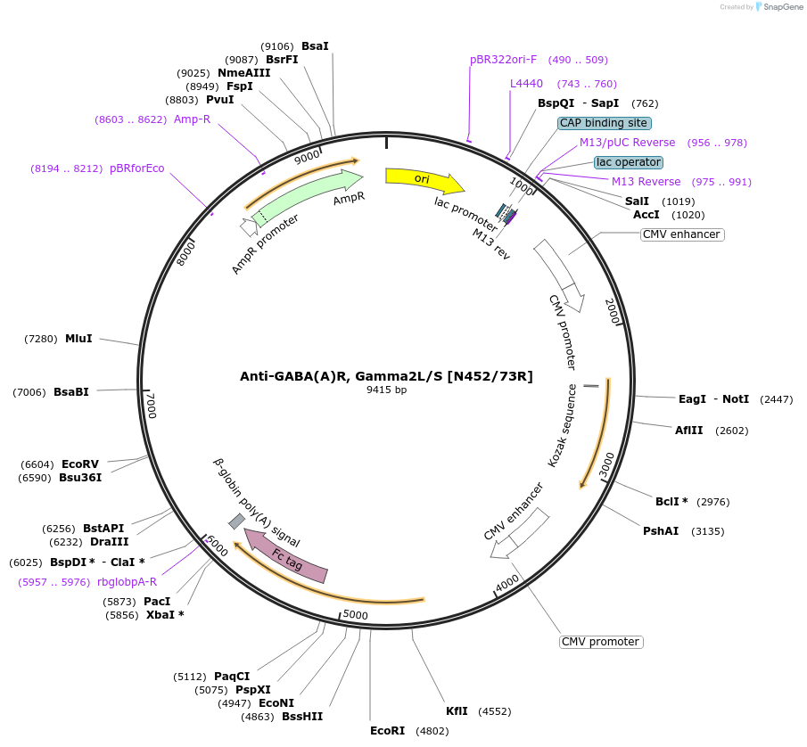 177553-plasmid-map-sequence-id-348764