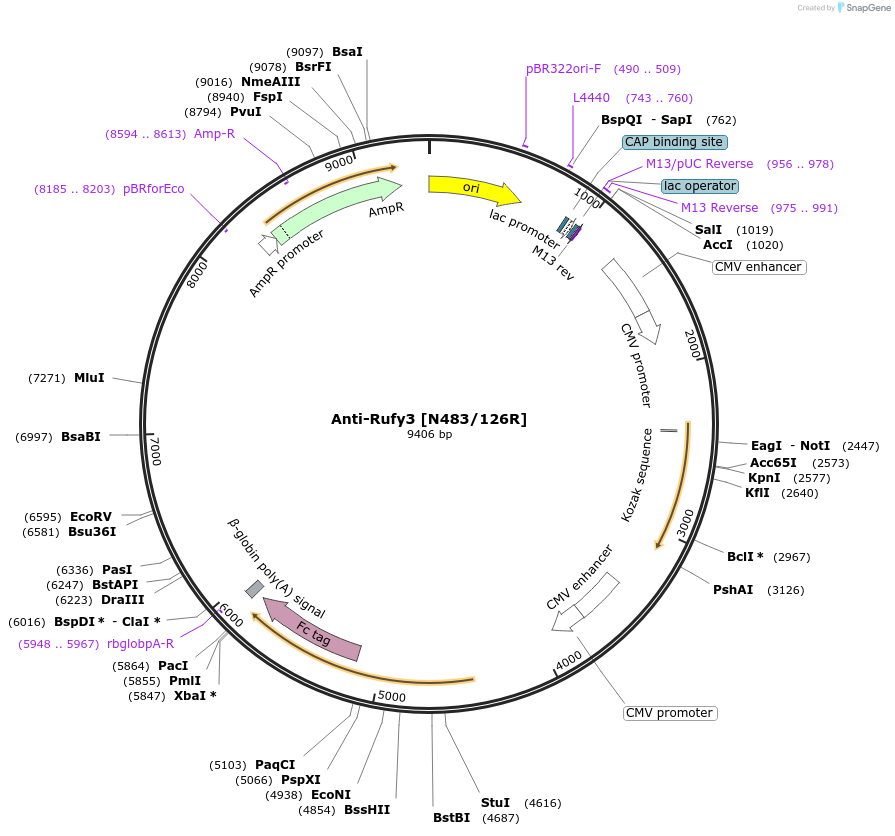 177556-plasmid-map-sequence-id-348767