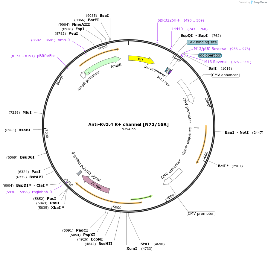 177568-plasmid-map-sequence-id-348768