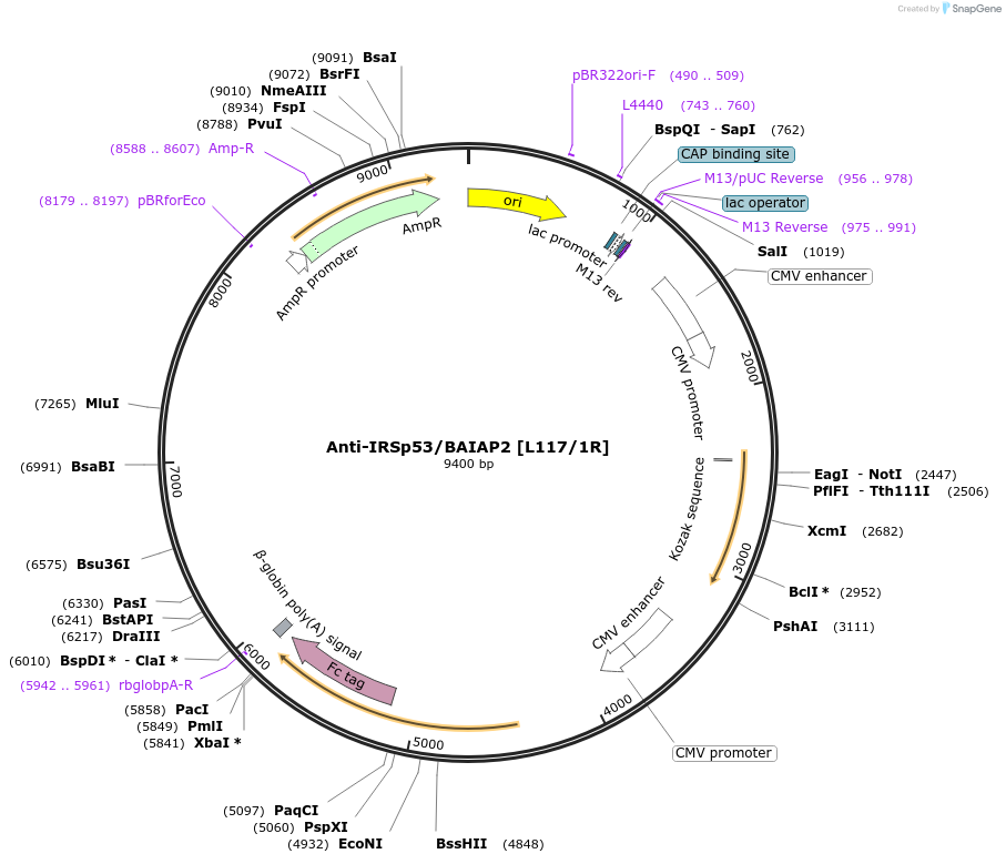 177462-plasmid-map-sequence-id-348773