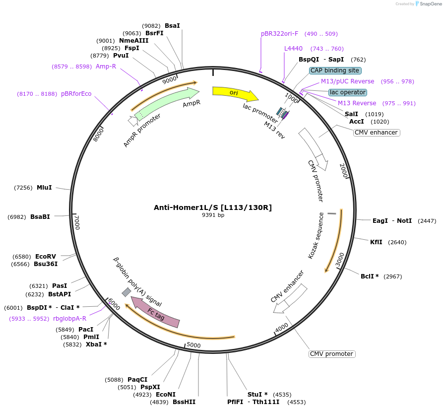 177457-plasmid-map-sequence-id-348778