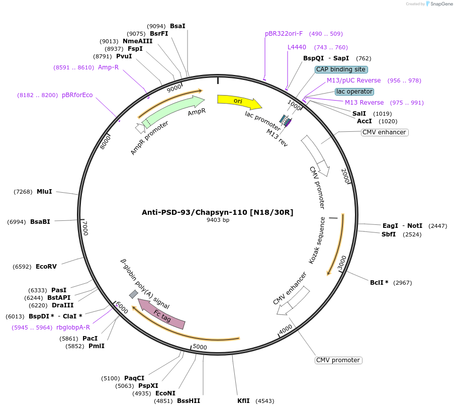 177506-plasmid-map-sequence-id-348779