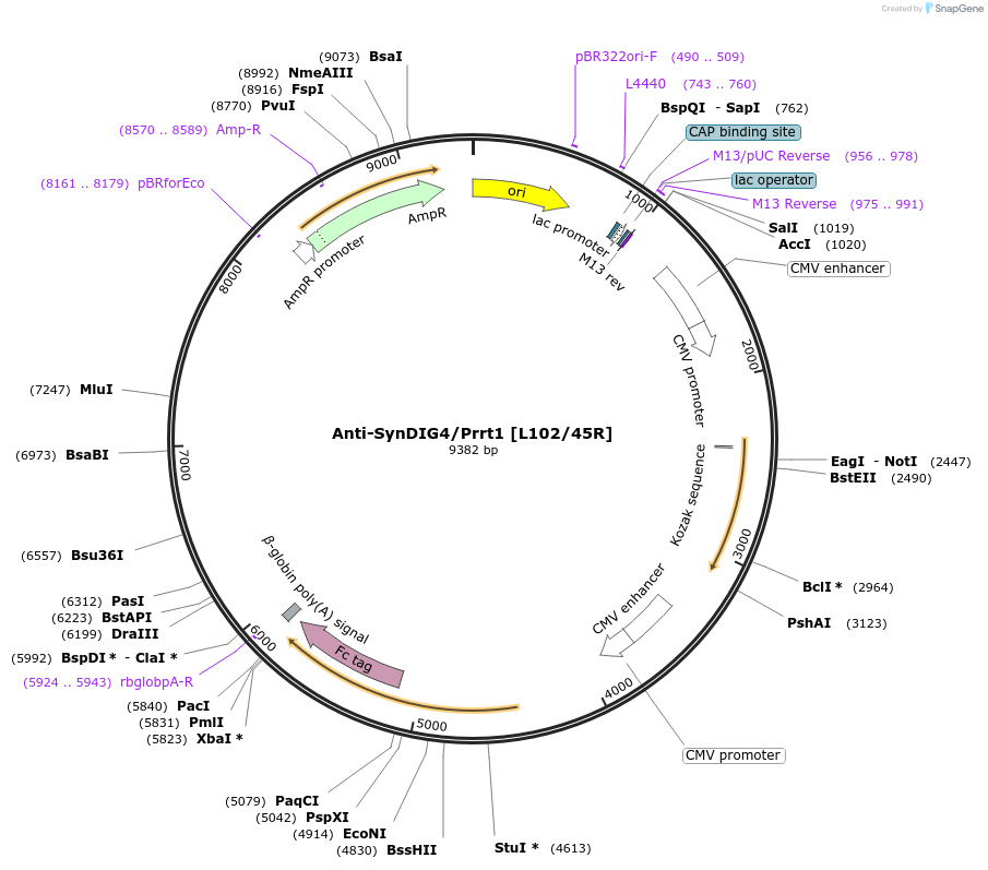 177450-plasmid-map-sequence-id-348784