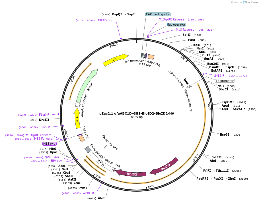 176745-plasmid-map-sequence-id-348789