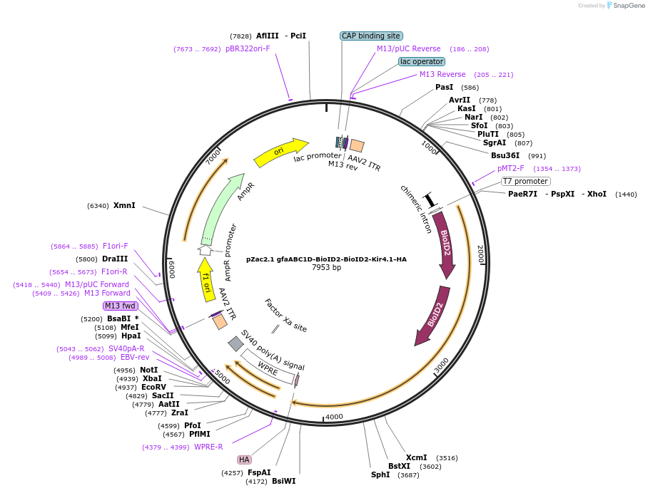 176746-plasmid-map-sequence-id-348805