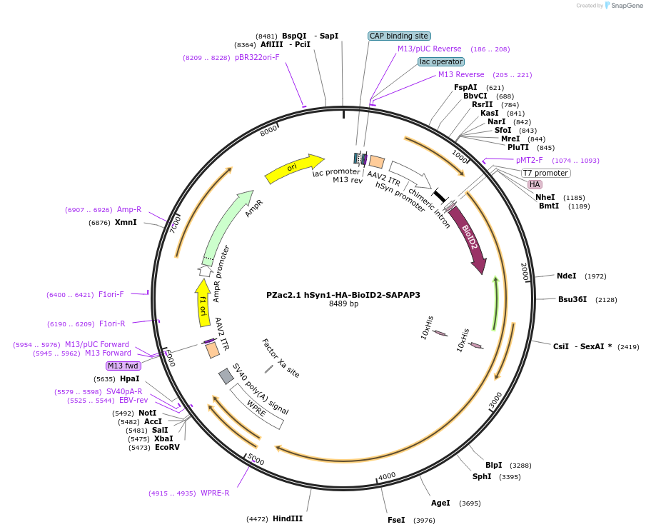 176857-plasmid-map-sequence-id-348838