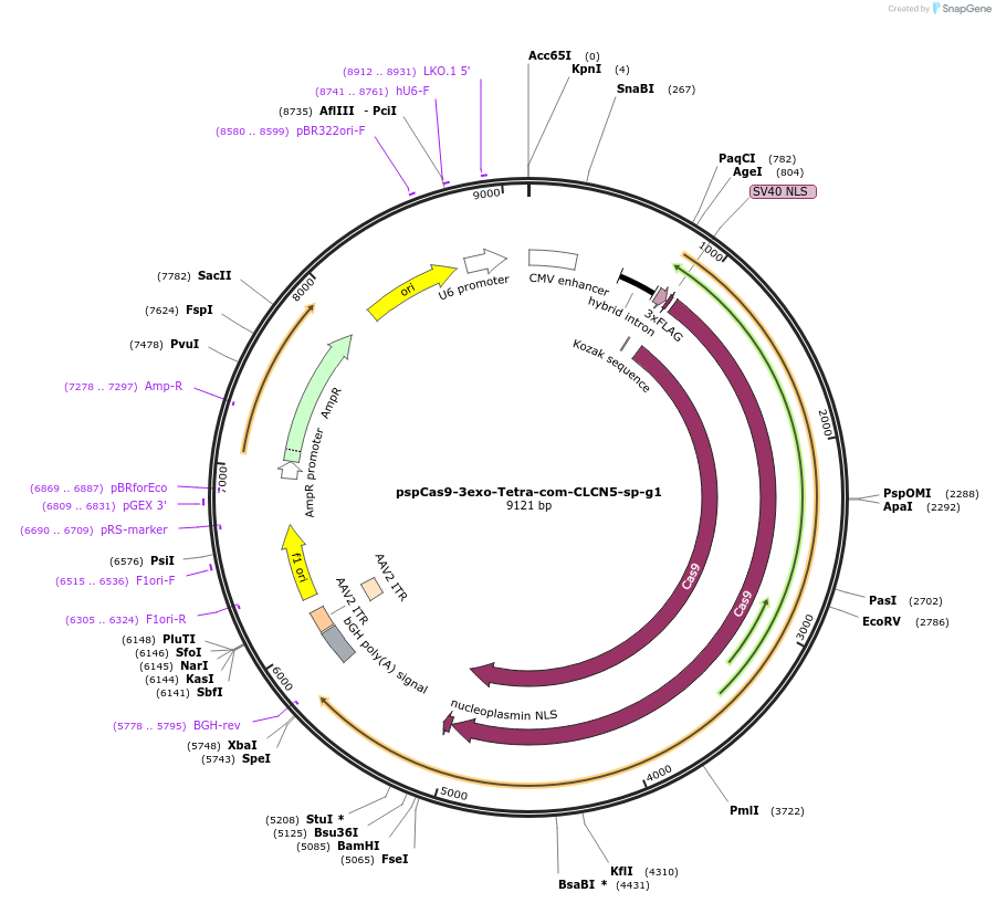 176236-plasmid-map-sequence-id-348843
