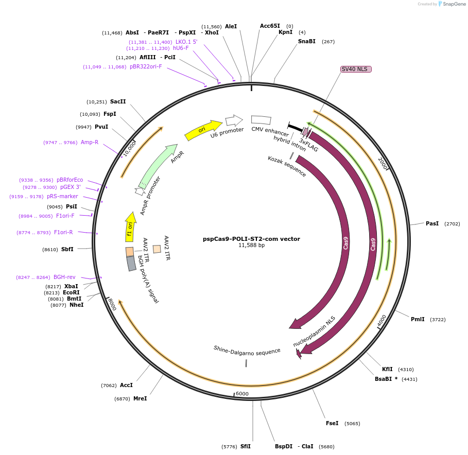176234-plasmid-map-sequence-id-348845