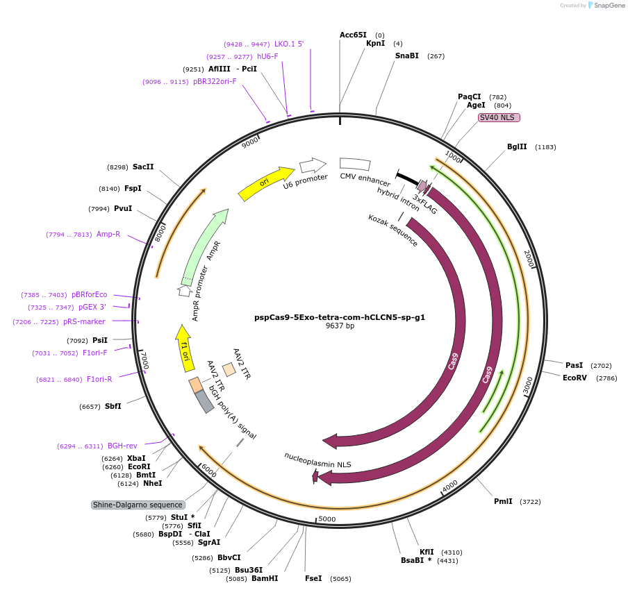 176237-plasmid-map-sequence-id-348846