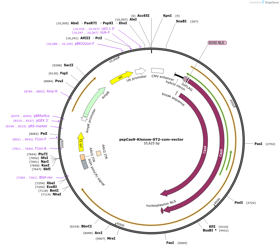 176235-plasmid-map-sequence-id-348848