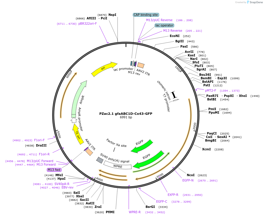 176860-plasmid-map-sequence-id-348849