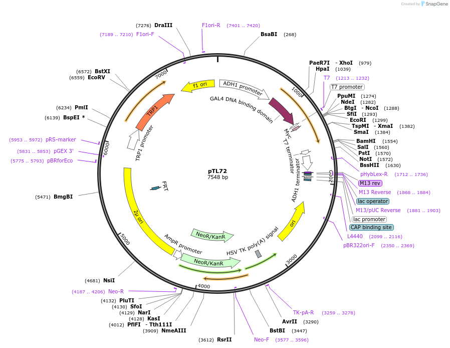 168306-plasmid-map-sequence-id-348856