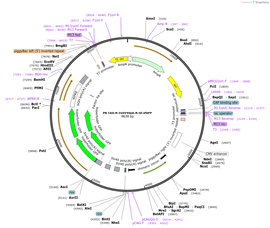 177150-plasmid-map-sequence-id-348857