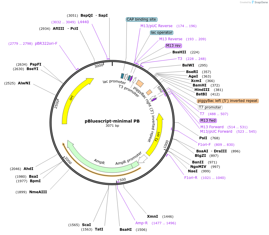 177151-plasmid-map-sequence-id-348859