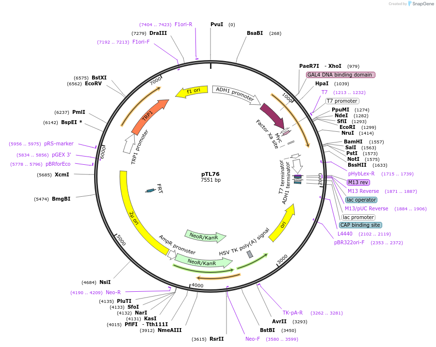 168310-plasmid-map-sequence-id-348909