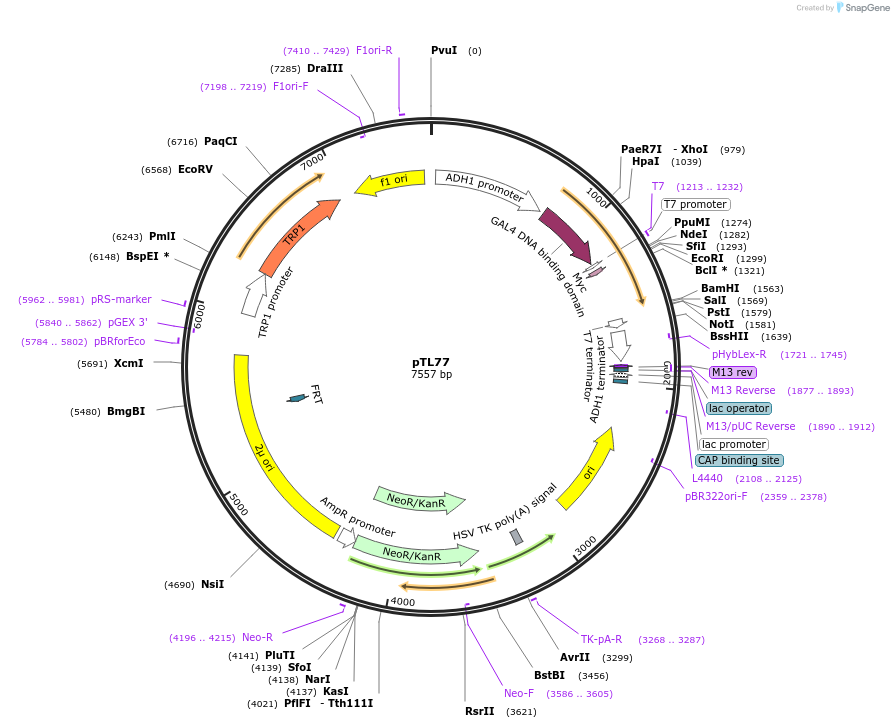 168311-plasmid-map-sequence-id-348910