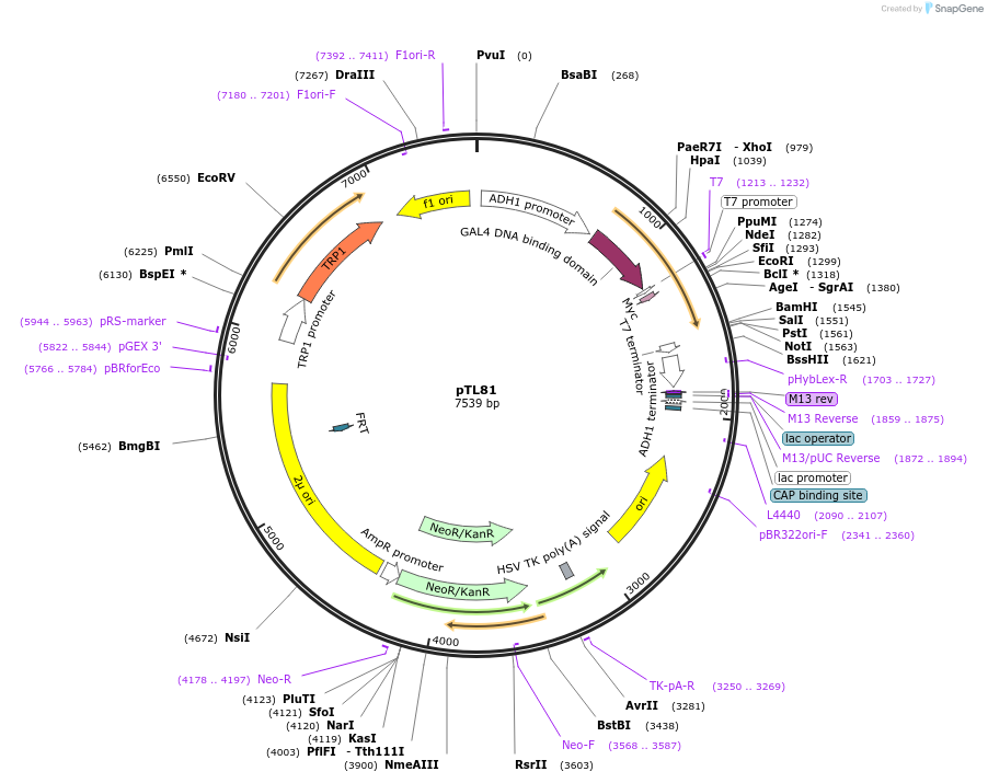 168315-plasmid-map-sequence-id-348914