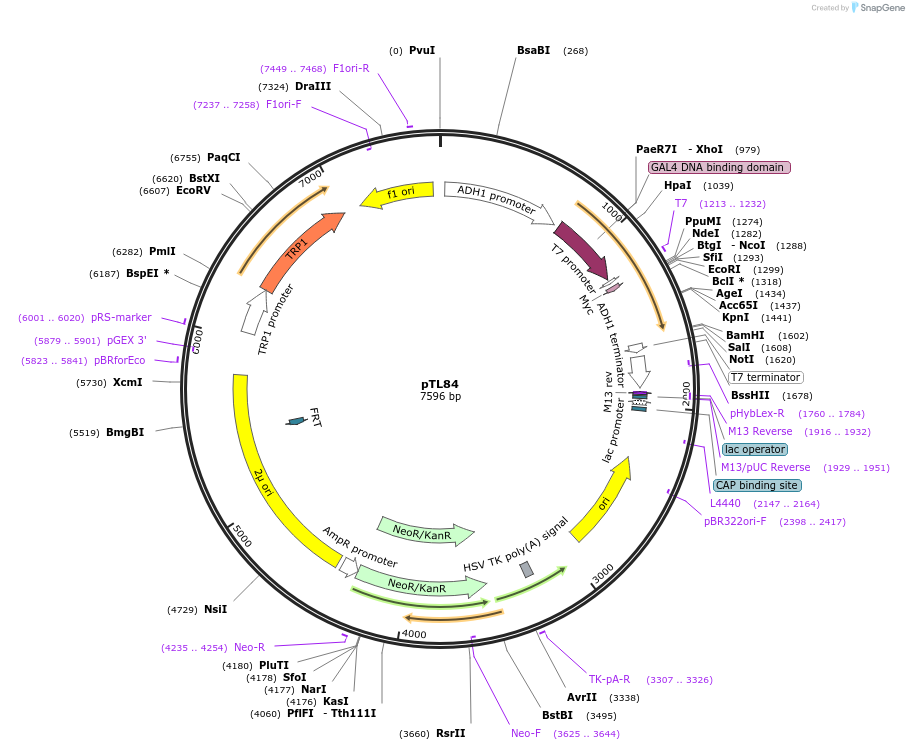 168318-plasmid-map-sequence-id-348917