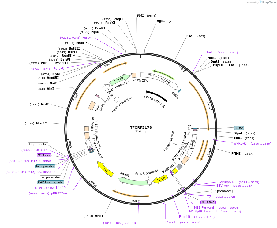 144654-plasmid-map-sequence-id-348929