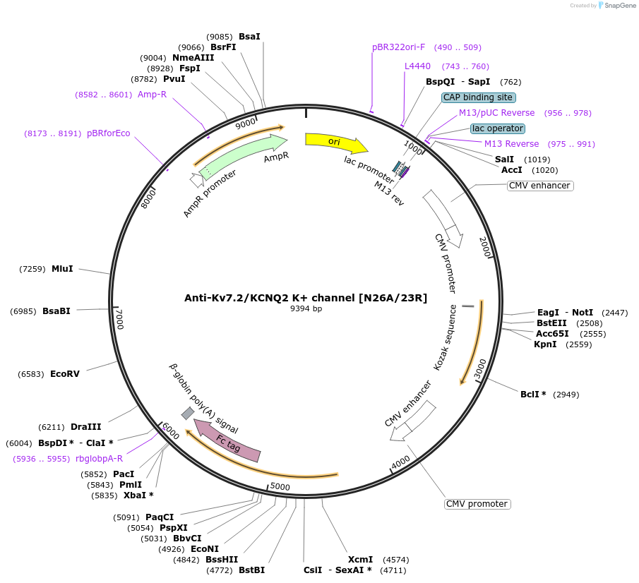 177524-plasmid-map-sequence-id-348938