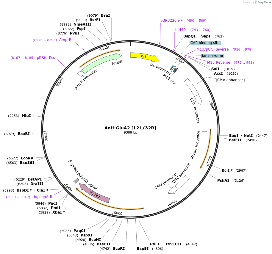 177480-plasmid-map-sequence-id-348940