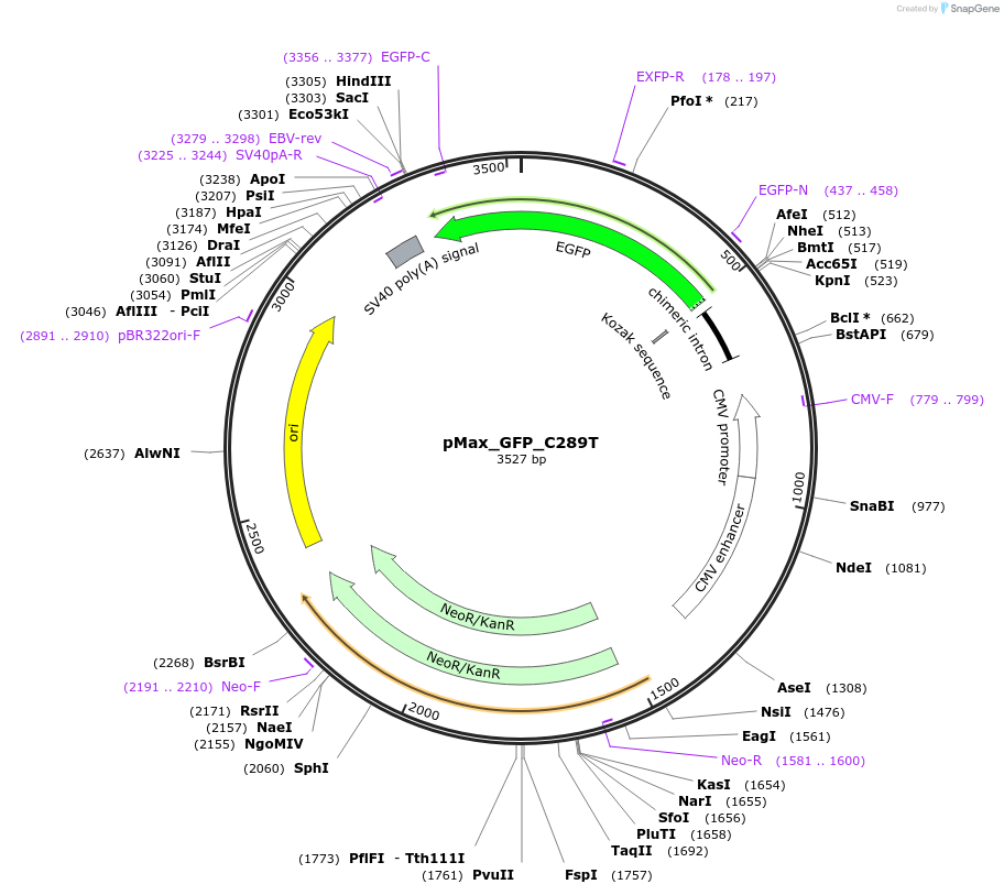 177826-plasmid-map-sequence-id-348947