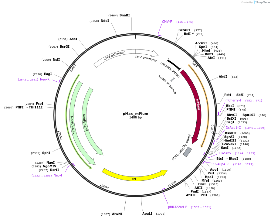 177830-plasmid-map-sequence-id-348955