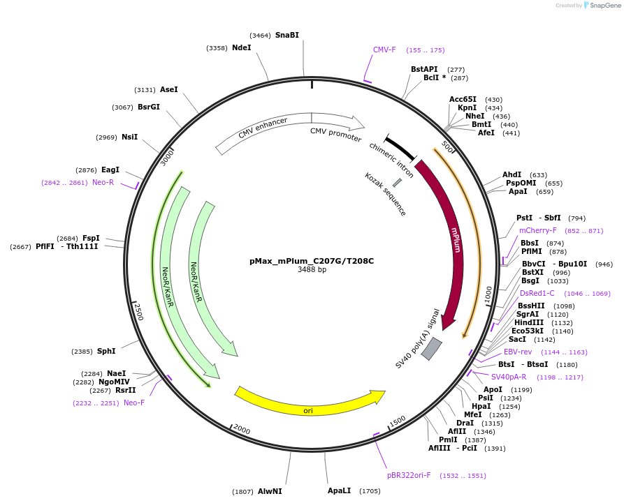 177831-plasmid-map-sequence-id-348956