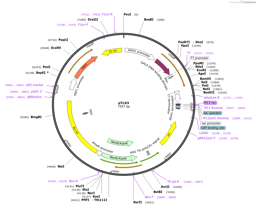 168327-plasmid-map-sequence-id-348974