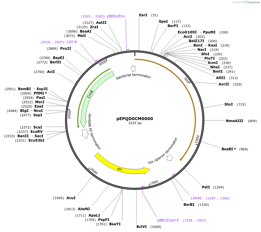 177024-plasmid-map-sequence-id-348988