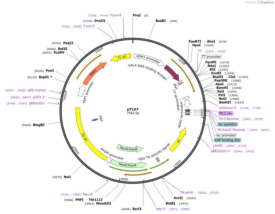 168331-plasmid-map-sequence-id-349008