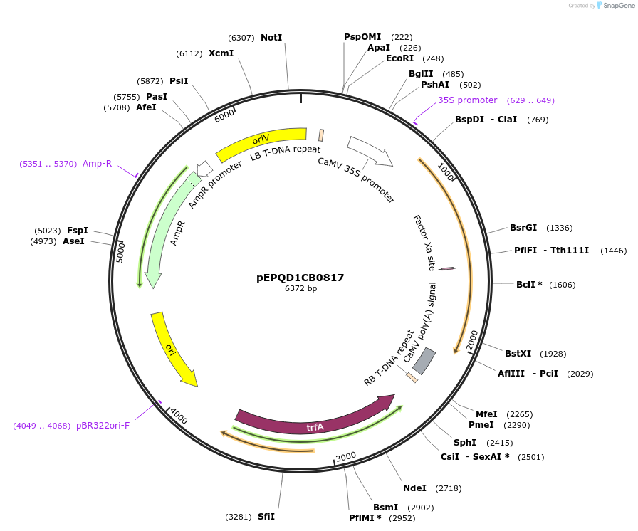 177039-plasmid-map-sequence-id-349012