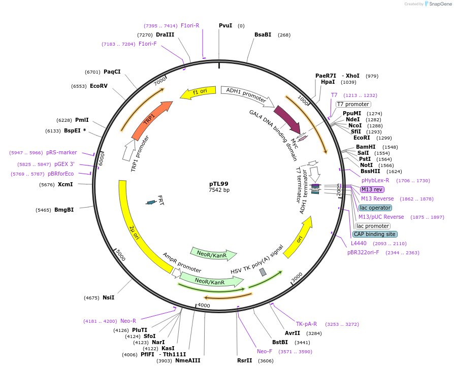 168333-plasmid-map-sequence-id-349014