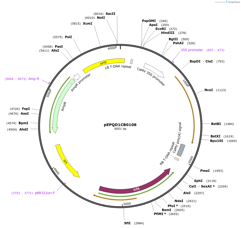 177041-plasmid-map-sequence-id-349015