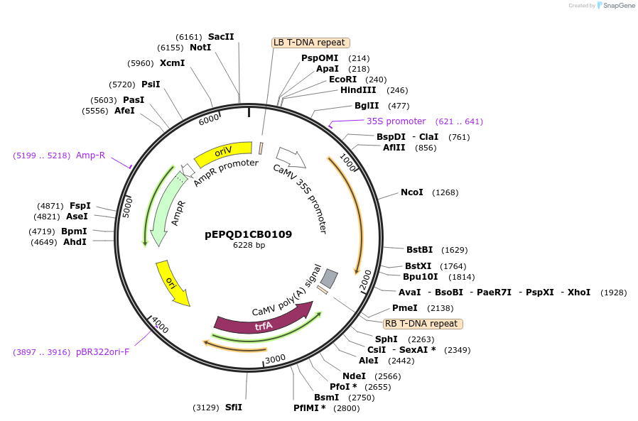 177042-plasmid-map-sequence-id-349018