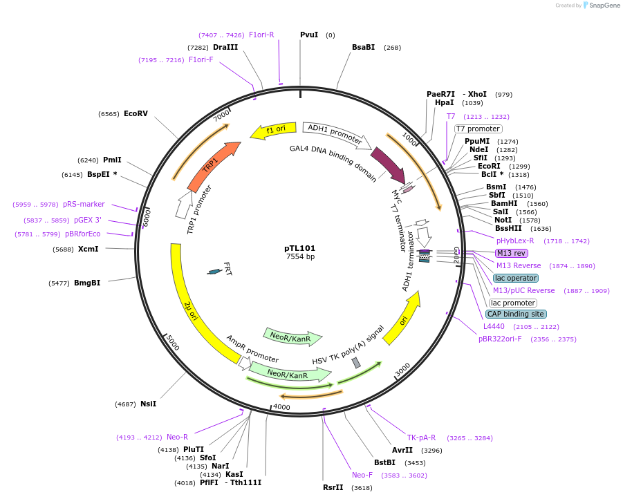 168335-plasmid-map-sequence-id-349019