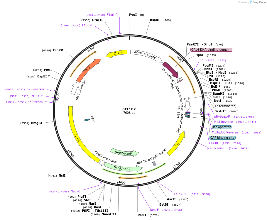 168336-plasmid-map-sequence-id-349022