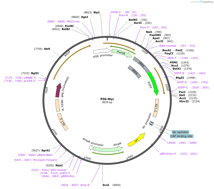 177650-plasmid-map-sequence-id-349027